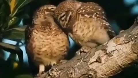 Everyone Needs Love #shorts #viral #shortsvideo #video