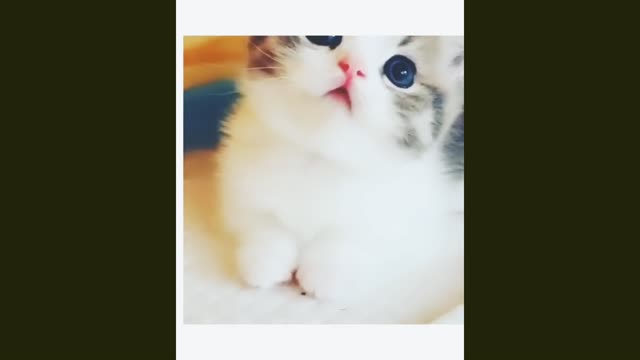 Baby Cats - Cute and Funny Cat Videos 1080p 🐱 Part 01