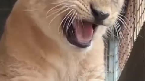 Baby Lion Cute Roaring and Walking!