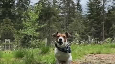Jack russel