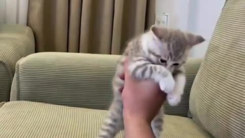 Drunk cat