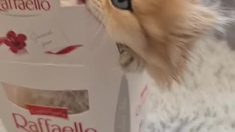 Raffaello cat