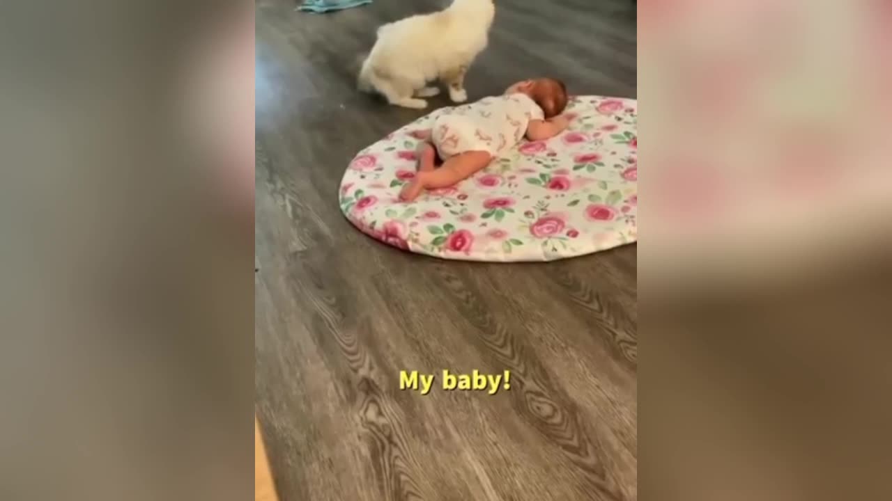 IM SUPRISED!! | Cats and dogs caring and loving babies