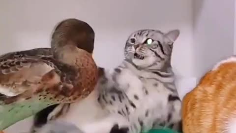 funny cat videos