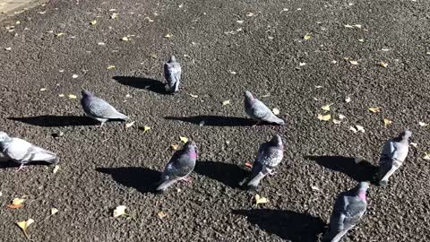 Pigeons at a shrine Japan