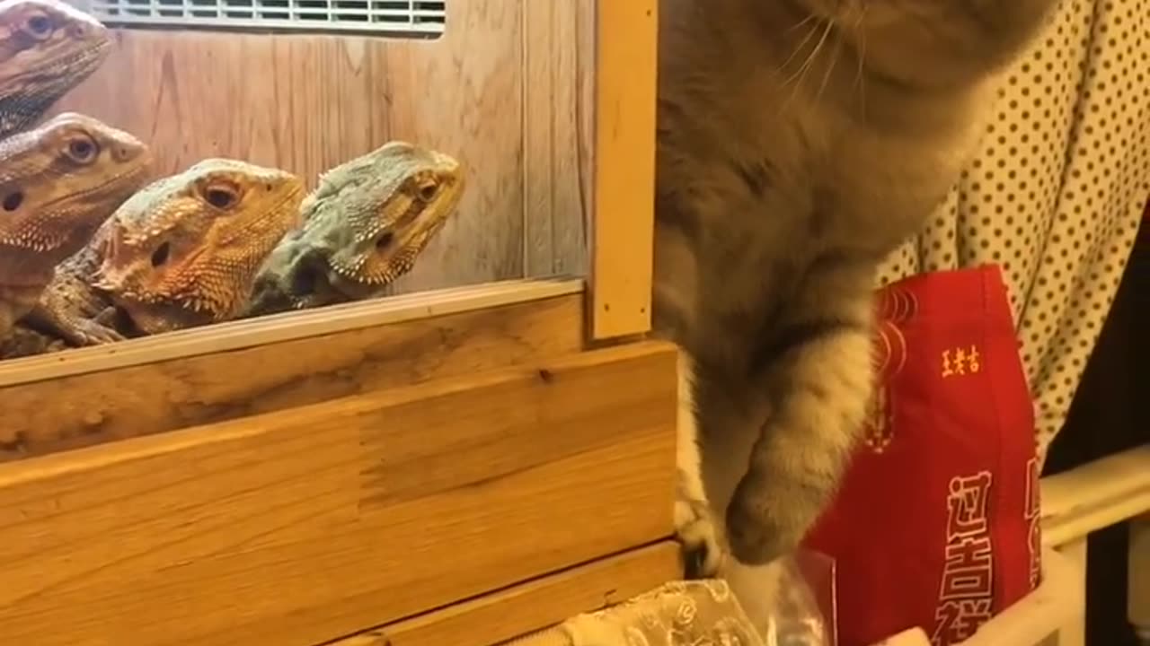 Beautiful cat attack 🐈