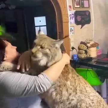 Lynx Cat 😍😍😍