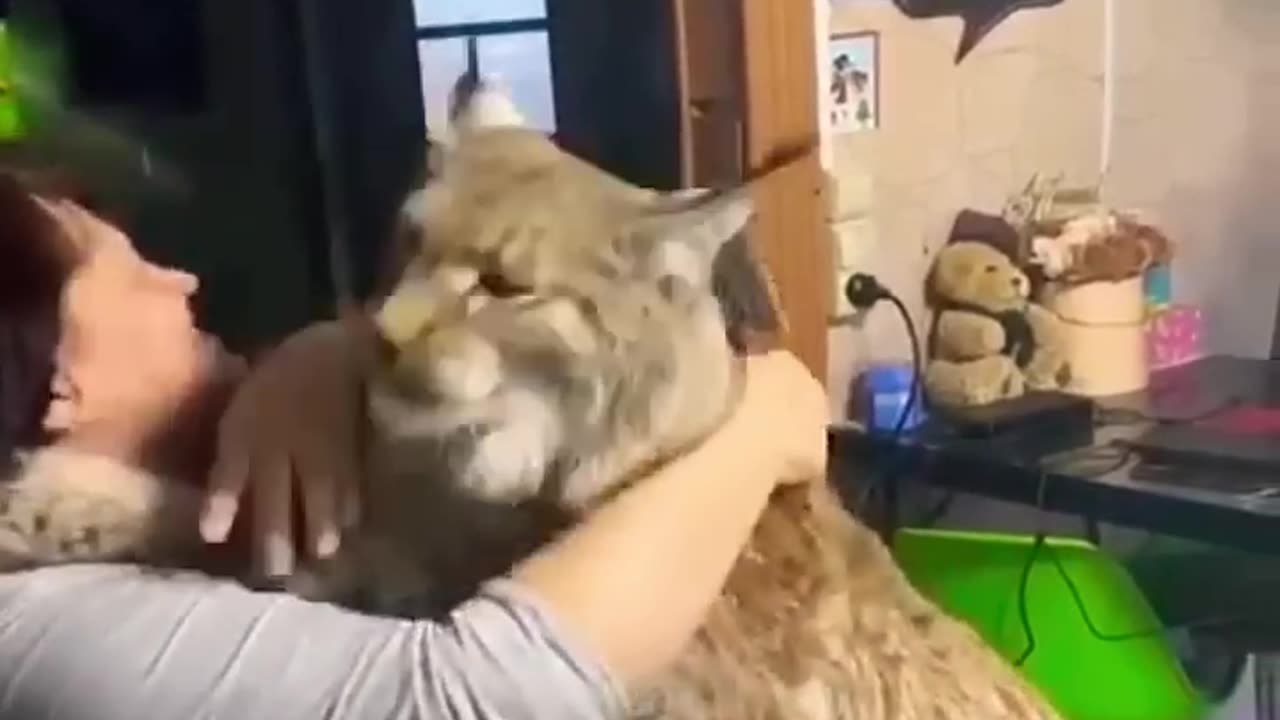 Lynx Cat 😍😍😍