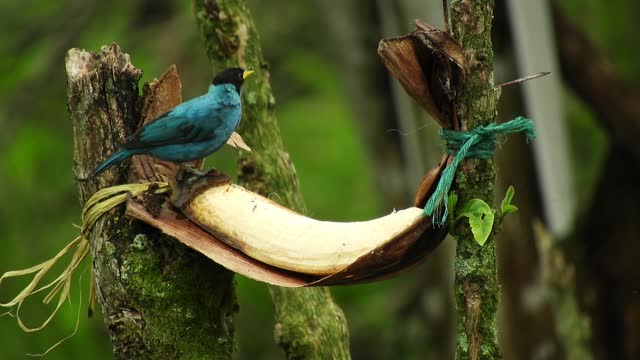 A blue bird with a banana