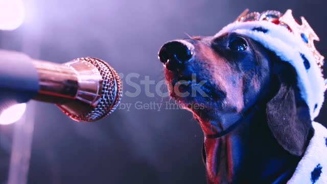 A black dog dachshund sings in outline on a microphone in front of a foggy smoky room