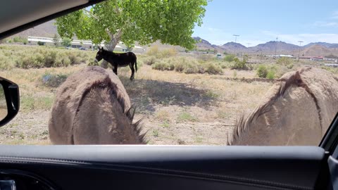 Donkeys US95 Beatty, NV