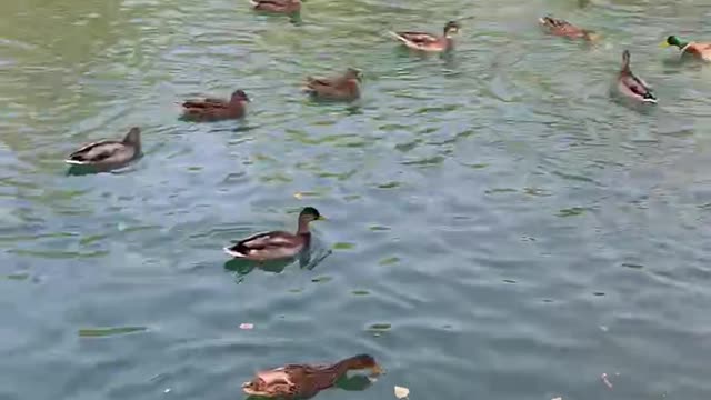 Wild ducks 😍