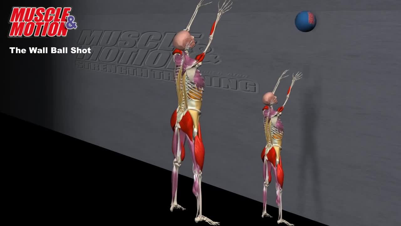 Medicine-ball wood chop, Anatomy