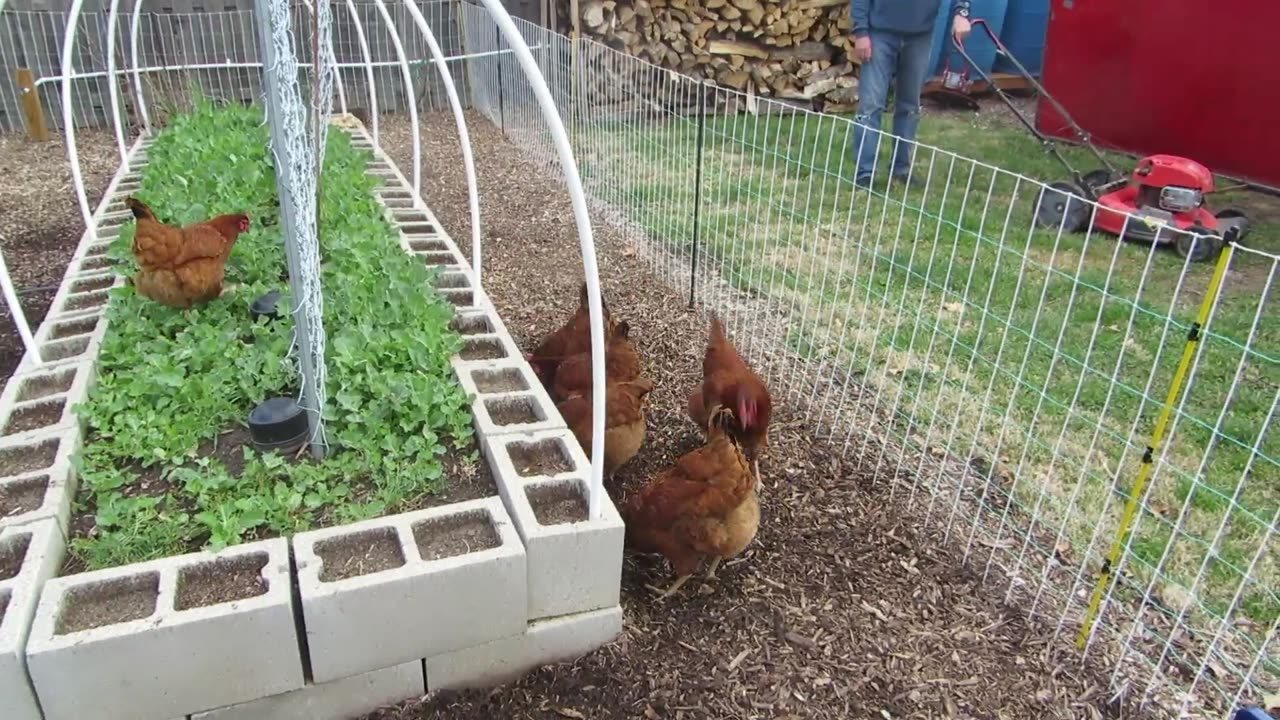 How Do Chickens Treat Your Garden?