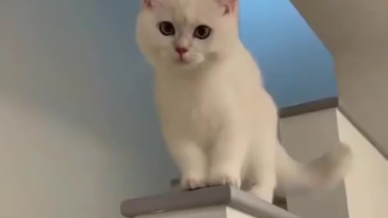 Cat short video, best cat funny video