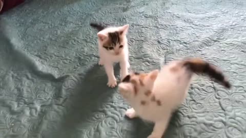 Cute Kittens - Funny and Cute Cat Videos Compilation 2023 #11