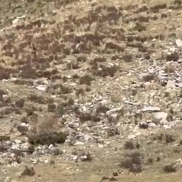 New BIGFOOT Footage?