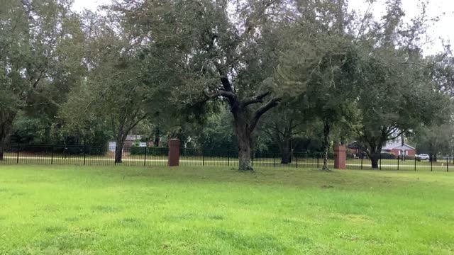 Great Dane Starts Yard Cleanup in Tropical Storm Wind & Rain