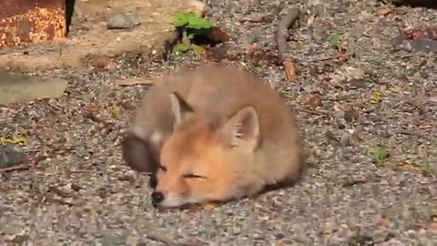 Sleepy Fox Kit