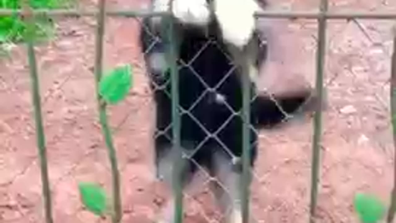 Funniest Dog & Cat video