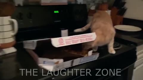 Kittens So Cute ❤ Funny Cats Compilation 2023 😽 Cute Kitens