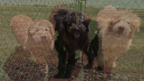 Scared Puppy Mill Rescue Aussie Doodles Begin to Find Courage & Happiness and Start to Trust Humans