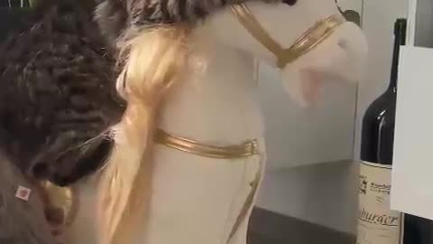 Kitty Adorably Rides Rocking Pony