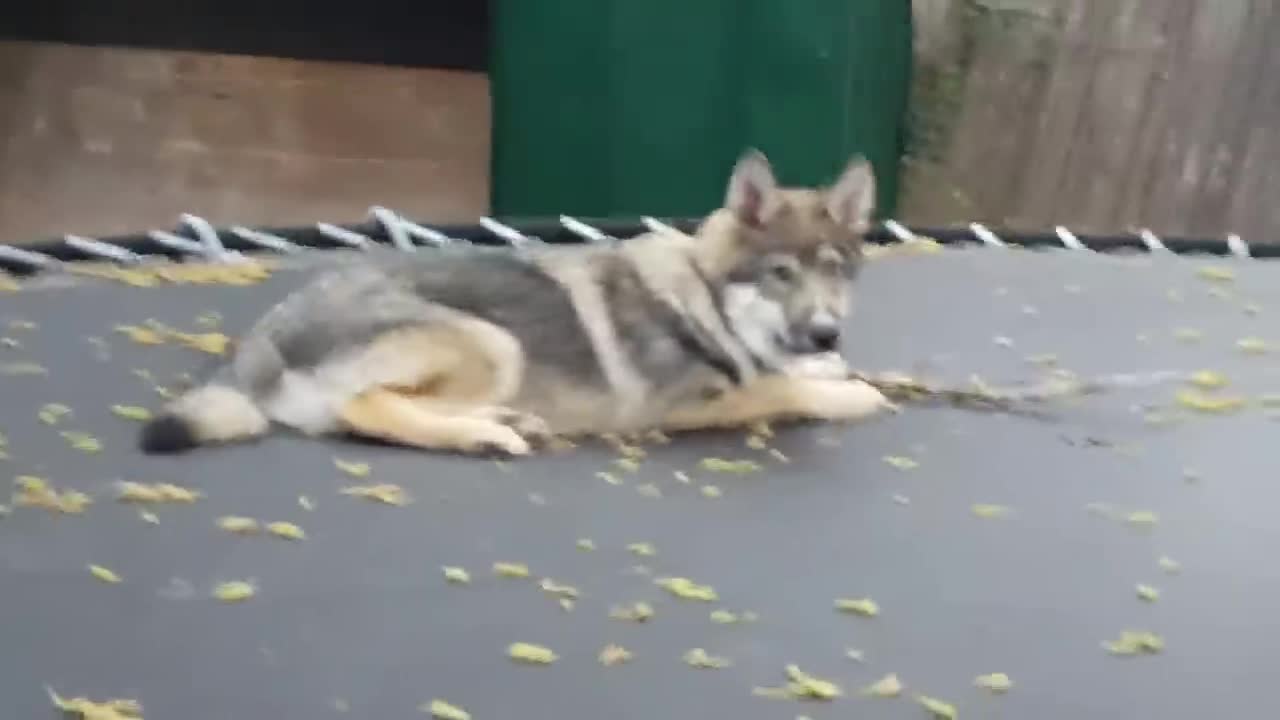 Wolf pup jumping on the trampoline