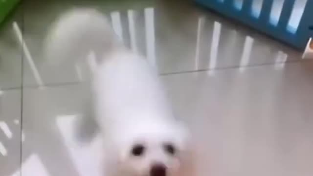 Dog dancing for music