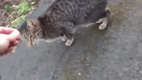 funny cat and kitten meowing ❤❤