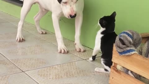 Dog and Cat