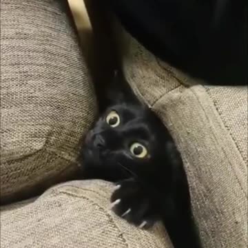 kitten hiding under the sofa