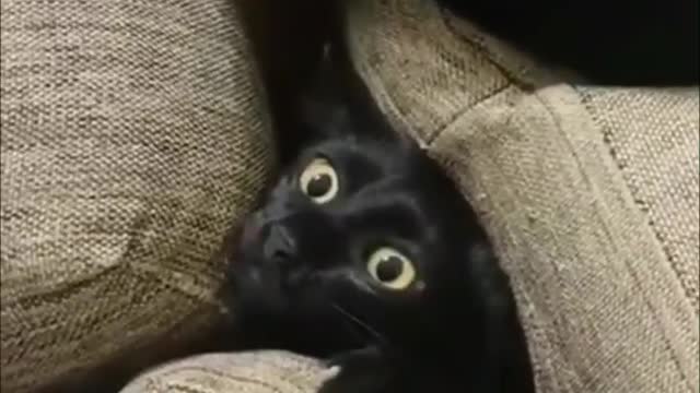 kitten hiding under the sofa