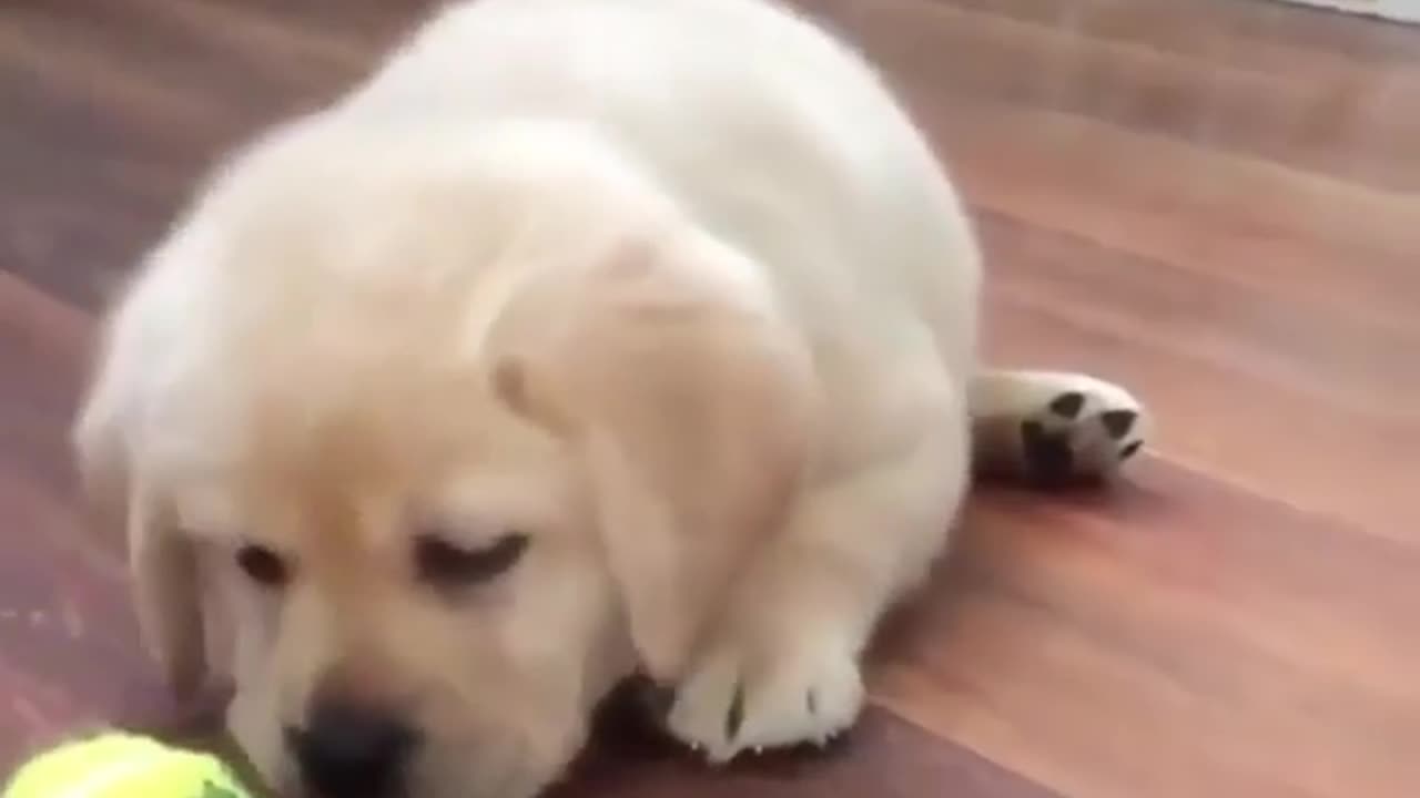 Cute and funny animals
