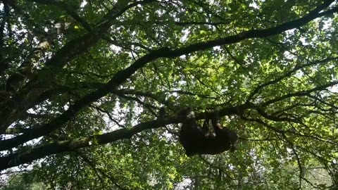 CREATING A PROPOSED SHELTER Incredible hanging hut basic equipment & rope for bushcraft