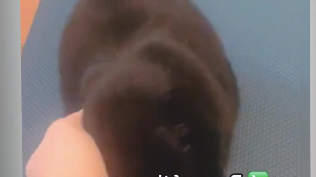 Ways to make a cat's like you