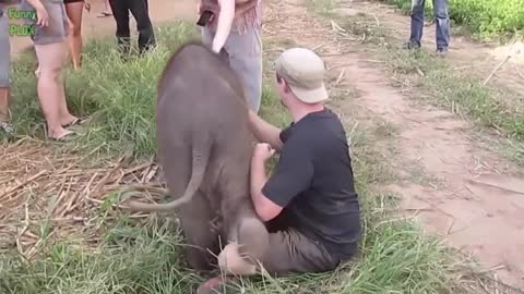Most Funny and Cute Baby Elephant Videos Compilation