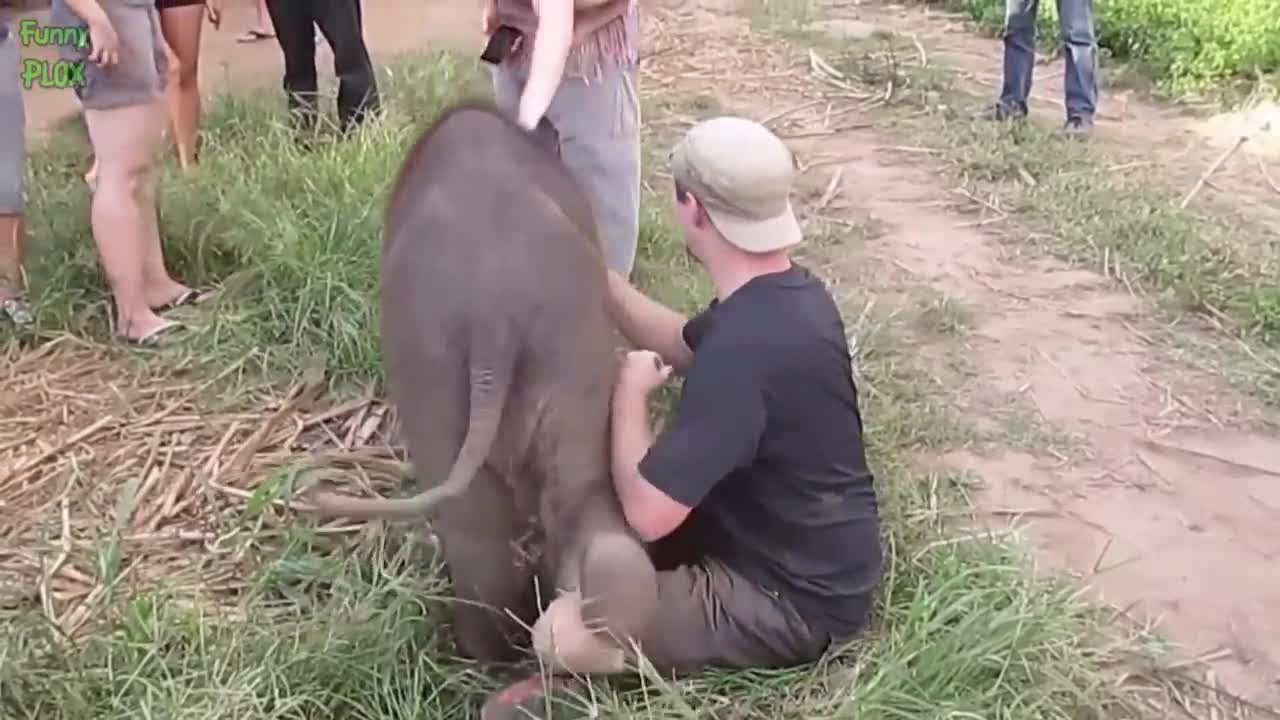 Most Funny and Cute Baby Elephant Videos Compilation