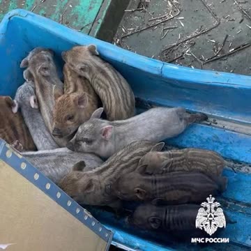 Saving animals from a flooding zone in Russia