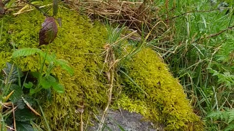 Mossy rock