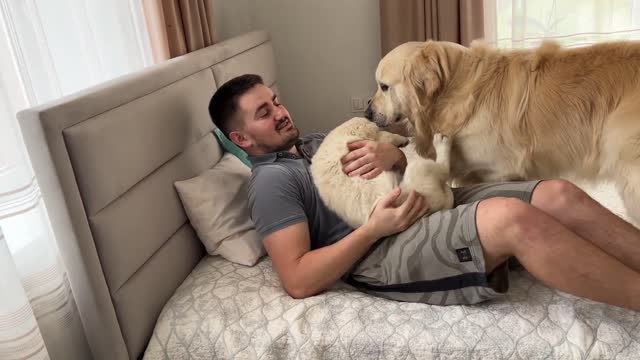 What could be better than a golden retriever - So these are two Golden Retrievers!