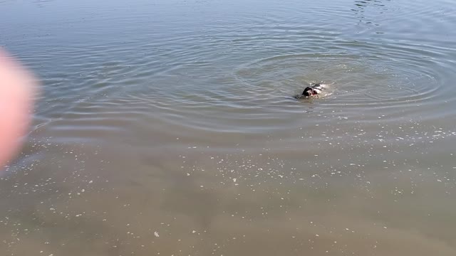 Puppy water introduction