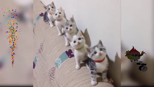 Baby Cats-Funny and Cute Cat Videos