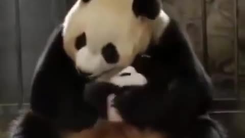 PANDA 🐼 🐼 CUTE 😍 ANIMAL