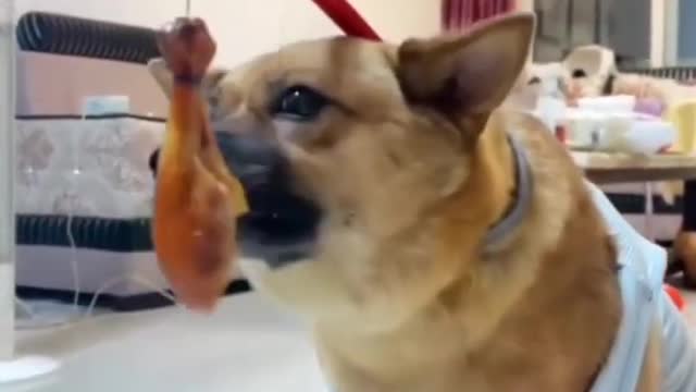 FUNNY DOGS AND CATS VERY FAUNNY ANIMALS