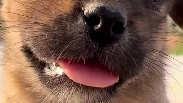 Funny Animal Videos #32