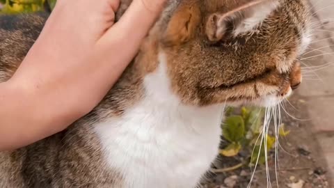 Cute cat 🐈🐈 cat feels the nature ☺️☺️ cat love