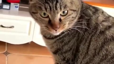 Funny cuty cat