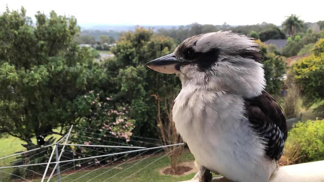 Laughing Kookaburra…koo-koo-koo-koo-koo-kaa-kaa-kaa