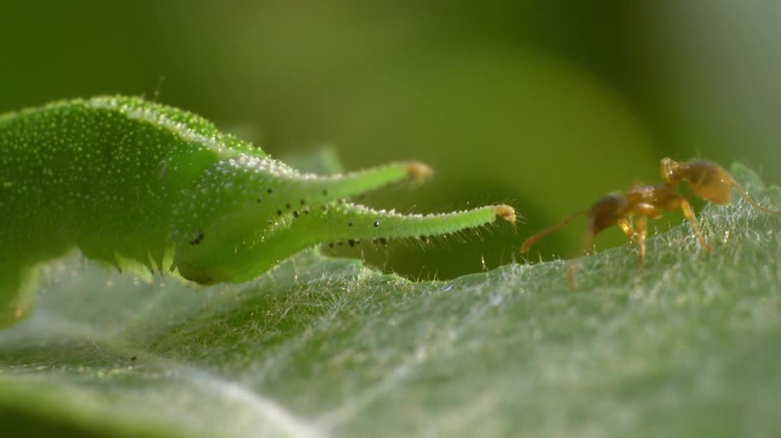 Unique fight between ant and caterpillar. Supervideo